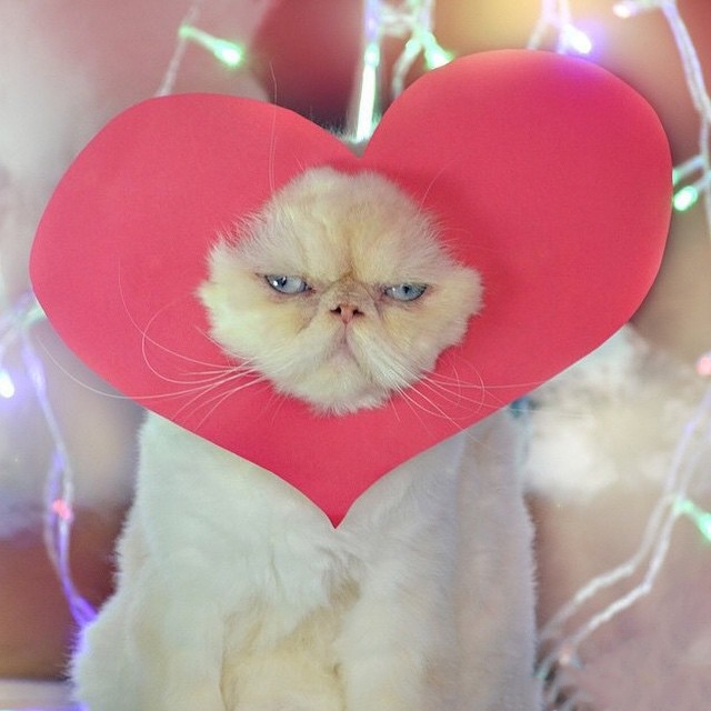 I'm so excited for Valentine's Day - cat, Heart, Valentine's Day, The 14th of February, Mood