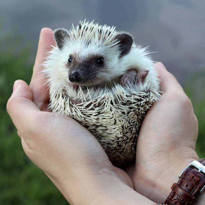 On handles - My, African pygmy hedgehog, Hedgehog, Pet, On hand, Animals, Milota, Pets