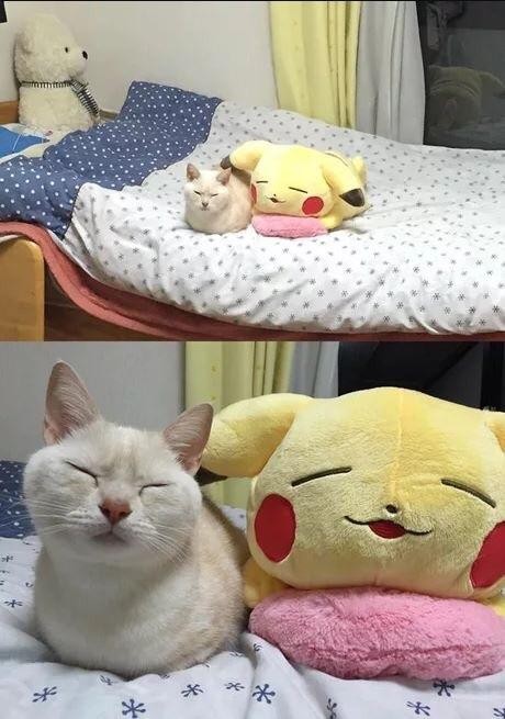 Twins - cat, Pikachu, Soft toy, Pets