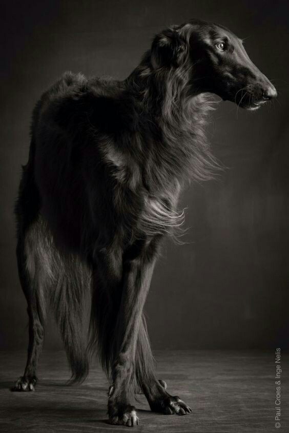 graces - Greyhound, Longpost, Dog