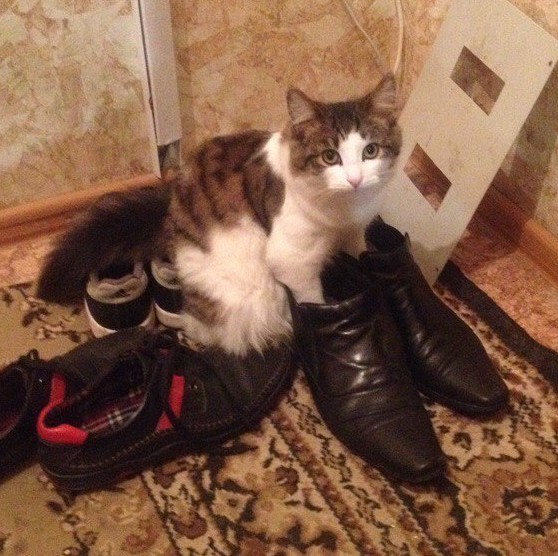 Get dressed, we're leaving! - My, cat, The photo, Pets