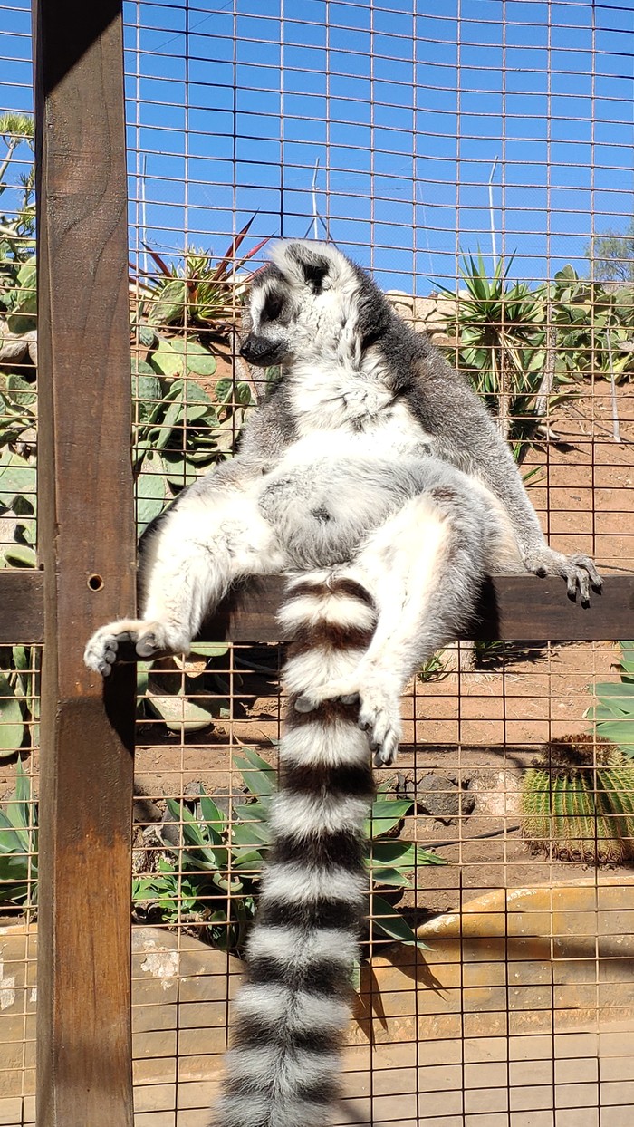 Rest is when - My, Lemur, Relaxation