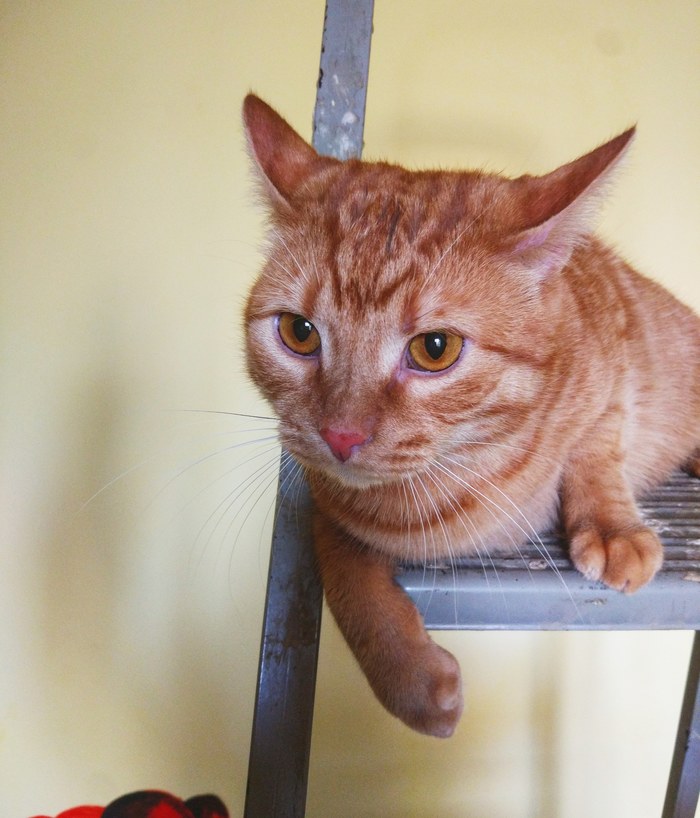 Red haired butt - My, cat, Redheads, Pets