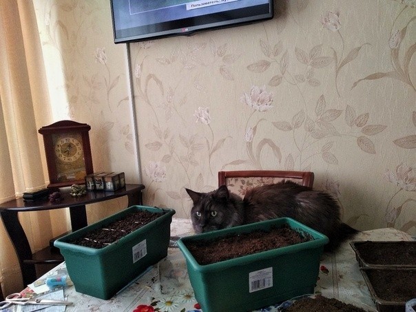 Well... The gardening season is open! - My, cat, Catomafia, Darius, Maine Coon, Seedling, Garden, Garden