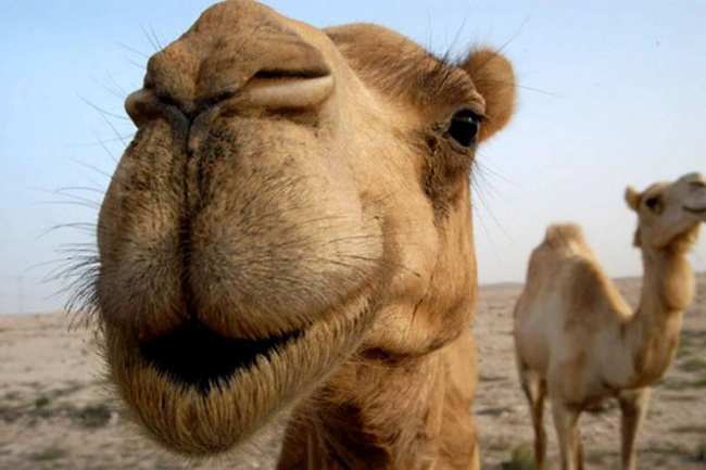 Camel or man? - My, Story, Author's story, Reflections, The culture, , Longpost, Thoughts, Spit