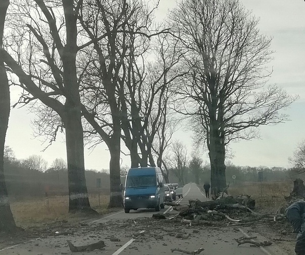 Тем временем на дорогах Калининграда - Моё, Российские дороги, Дерево