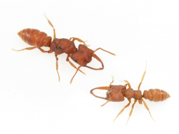 Mystrium camillae or Dracula Ants - My, , Ants, Insects, Vampires, Interesting, Informative, GIF, Longpost