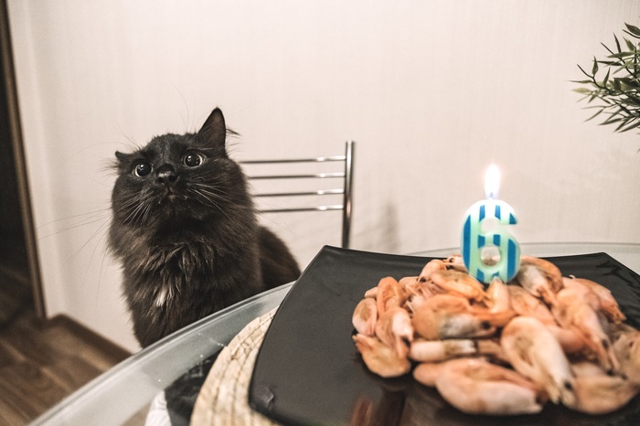 Happy Birthday friend! - cat, Birthday, My, Pets, Shrimps