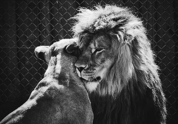 Everything is like people. - cat, Love, , a lion, Lioness, Longpost