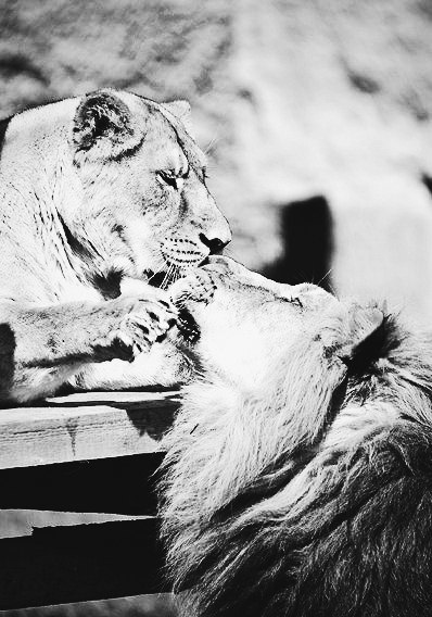 Everything is like people. - cat, Love, , a lion, Lioness, Longpost