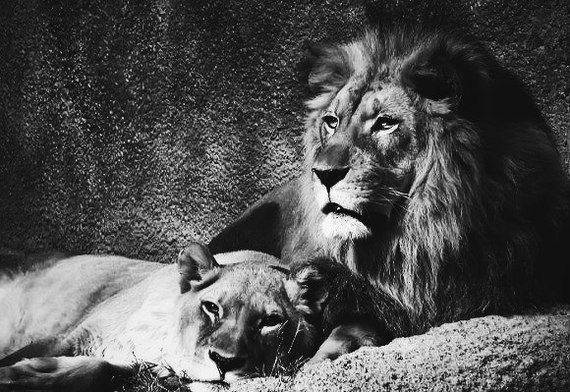 Everything is like people. - cat, Love, , a lion, Lioness, Longpost