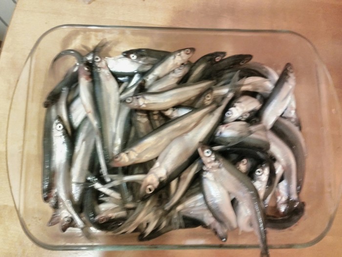 A little, but it was worth it. - My, Smelt, Winter fishing