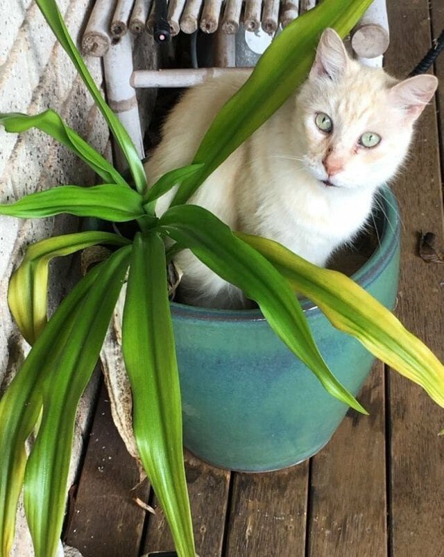 Cats in flower pots - cat, Flowers, A selection, Longpost, Flower pot, Pets