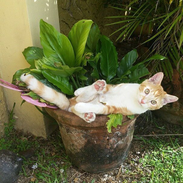 Cats in flower pots - cat, Flowers, A selection, Longpost, Flower pot, Pets