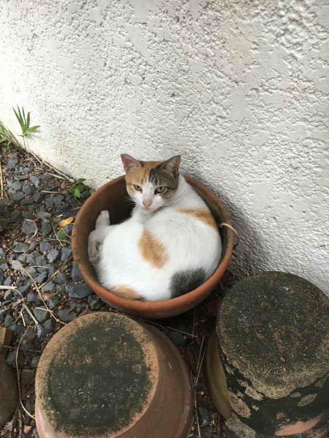 Cats in flower pots - cat, Flowers, A selection, Longpost, Flower pot, Pets