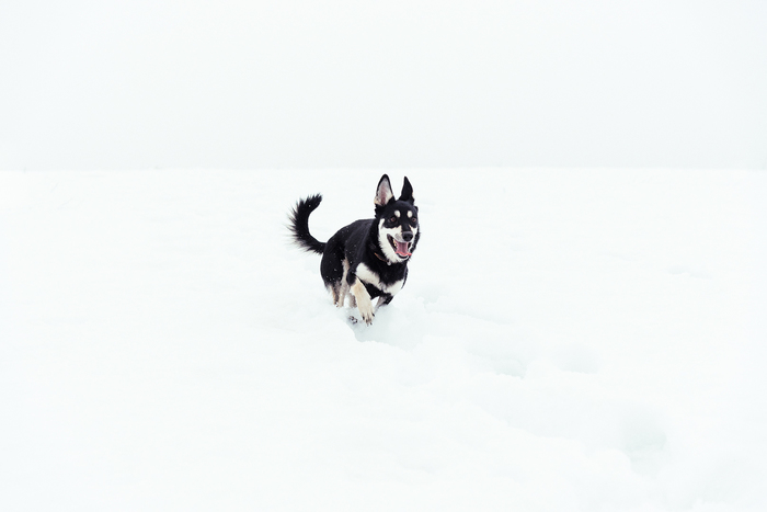 Utah - My, The photo, Snow, Winter, Dog, Wool Wolf, Republic of Belarus, Mogilev, Hike, Longpost