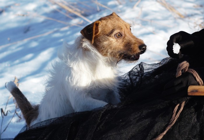 Vietnamese flashbacks - My, Jack Russell Terrier, Dog