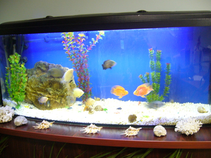 Aquarium. - My, Aquarium, Aquarium fish, Aquarium, Cichlids, Video