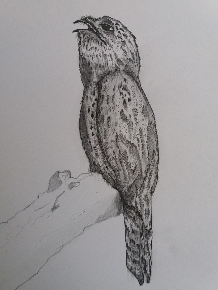 In the wake of the post about the nightjar bird. - My, Pencil drawing, Pen drawing