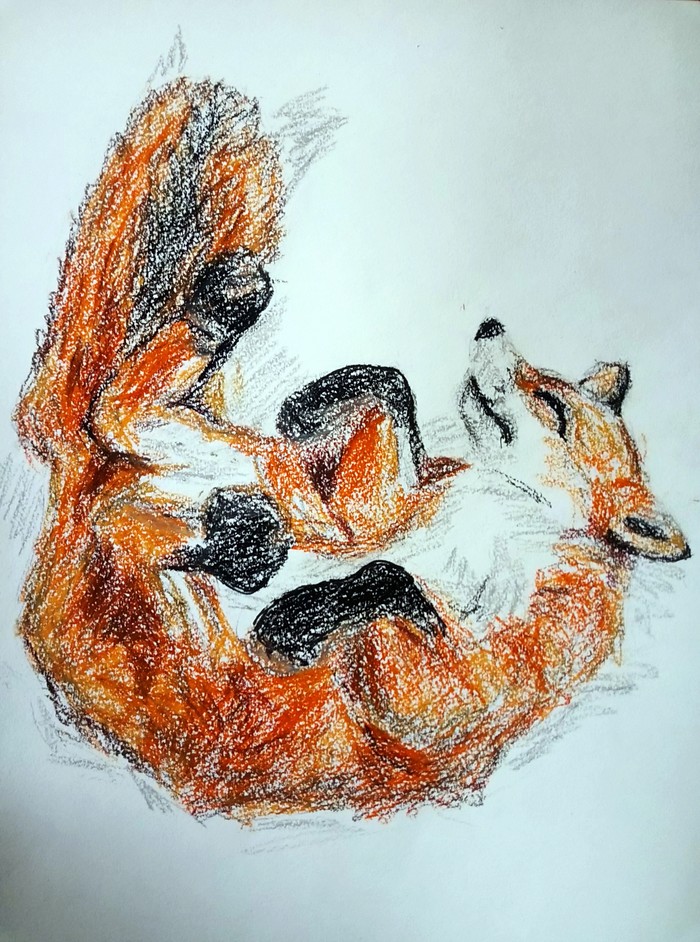 Fox - Fox, Drawing, My, Oil pastel