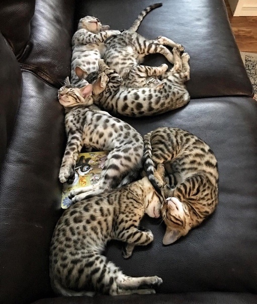 Bengals scattered - cat, Bengal cat, Placer, Pets