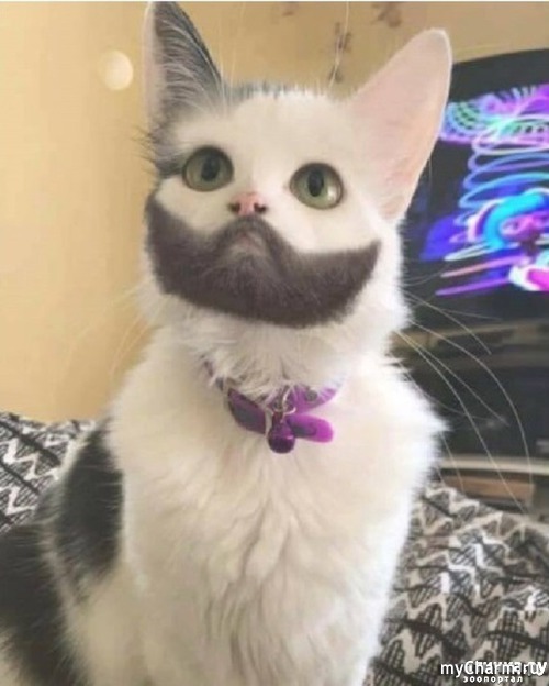 One person - cat, Similarity, Conchita Wurst