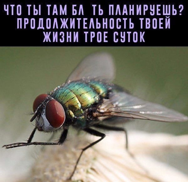 Fly - Муха, 