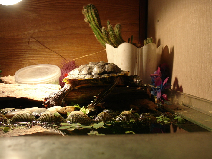 Tired - Turtle, My, Animals, Aquarium, Pond slider