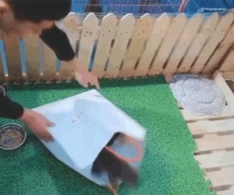 Пакет котят)