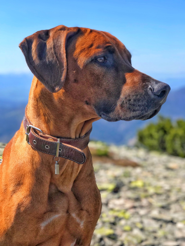 My faithful friend on top of a mountain in the Carpathians - My, Dog, Rhodesian Ridgeback, Friend