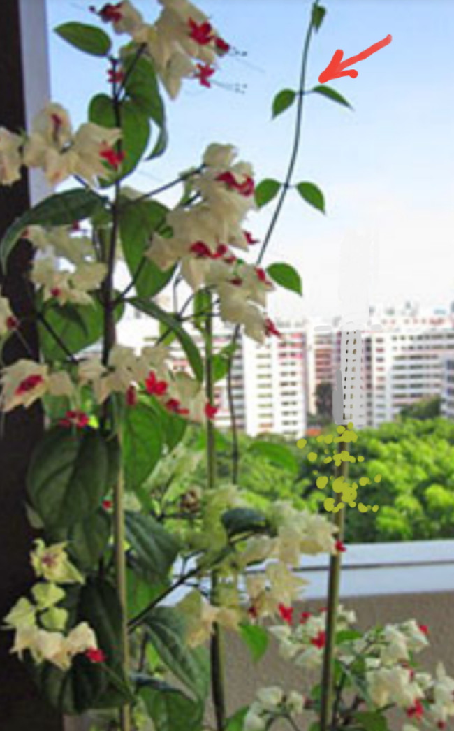 A flower that brings joy. Clerodendrum. - My, Flowers, Houseplants, Bloom, Flower, The Scarlet Flower, Longpost