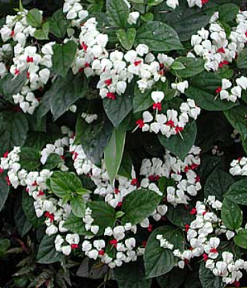 A flower that brings joy. Clerodendrum. - My, Flowers, Houseplants, Bloom, Flower, The Scarlet Flower, Longpost