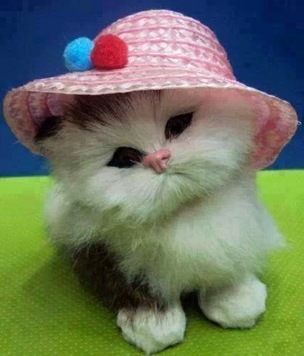 Lapulka-beauty - cat, Hat, Gorgeous