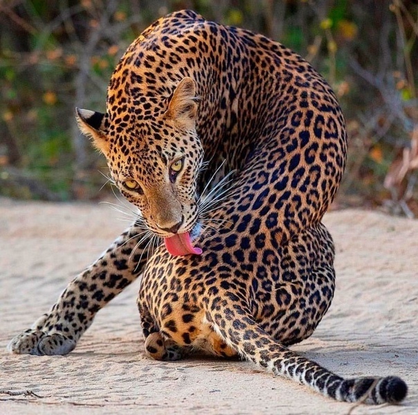 How graceful I am! - cat, Wild animals, Grace, The photo, Leopard