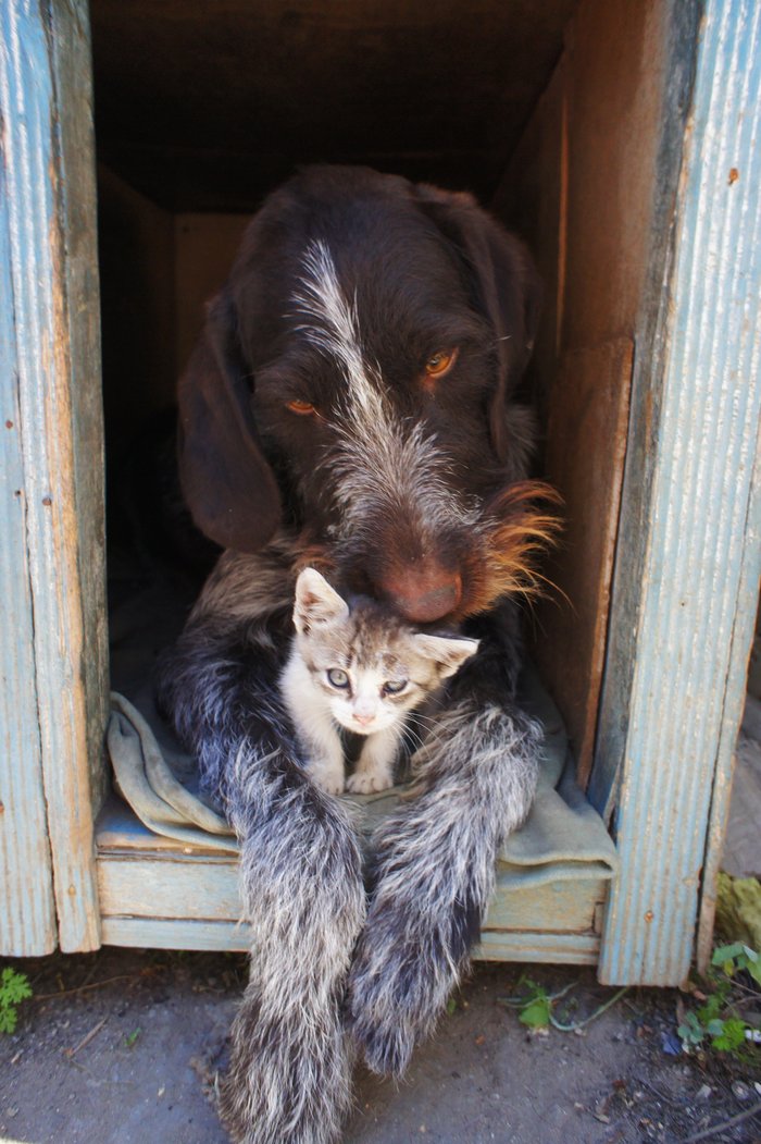 Sweetest Creatures - Dog, cat, Milota, friendship, Pets, German Kurzhaar, Cats and dogs together