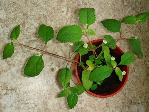 diabetic flower - My, , Diabetes, Stevia, Growing, Longpost