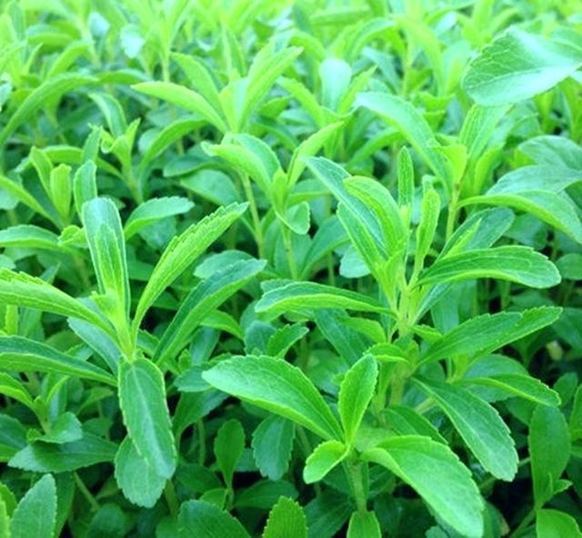 diabetic flower - My, , Diabetes, Stevia, Growing, Longpost