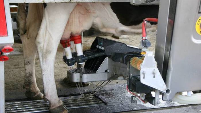 Снятся ли коровам электродоярки Новая Зеландия, Корова, Робот, Автоматизация, Молоко, Технологии