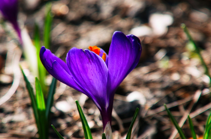 The first crocus, or Spring is somewhere nearby :)) - My, The photo, Nature, Flowers, Crocus, Macro, Spring, Gelendzhik, Macro photography