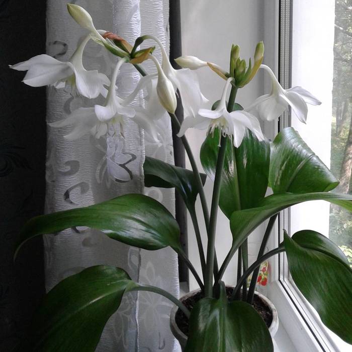 Eucharis - Amazon lily - Flowers, Lily