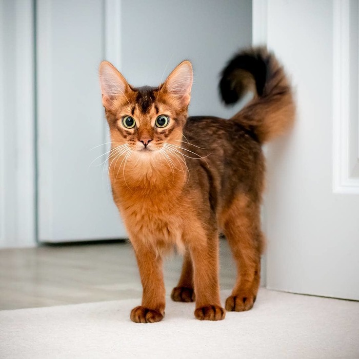 Somali cat - cat, Somali cat, Redheads, Pets, Longpost