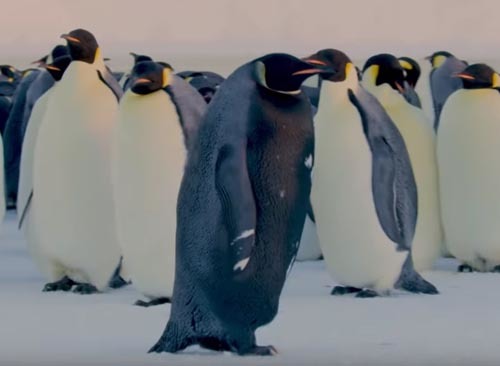 Шапка Пингвин Chaos Woody Animal | Купить шапку с рисунком животных
