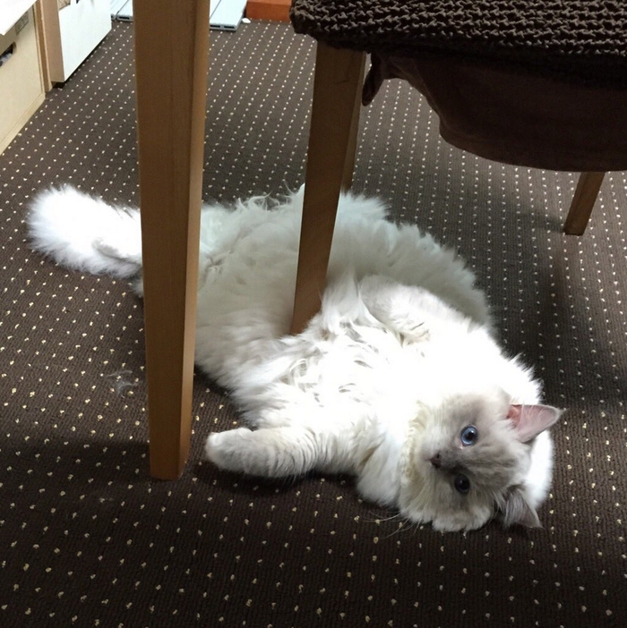 Шерсть на ковре