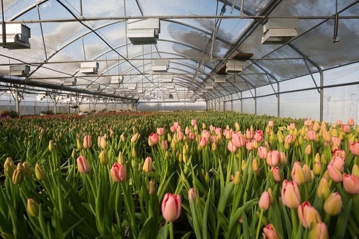 The first stage of the flower greenhouse complex was put into operation in the Smolensk region - Greenhouse, Smolensk region, Small business, Russia, Production, Russian production