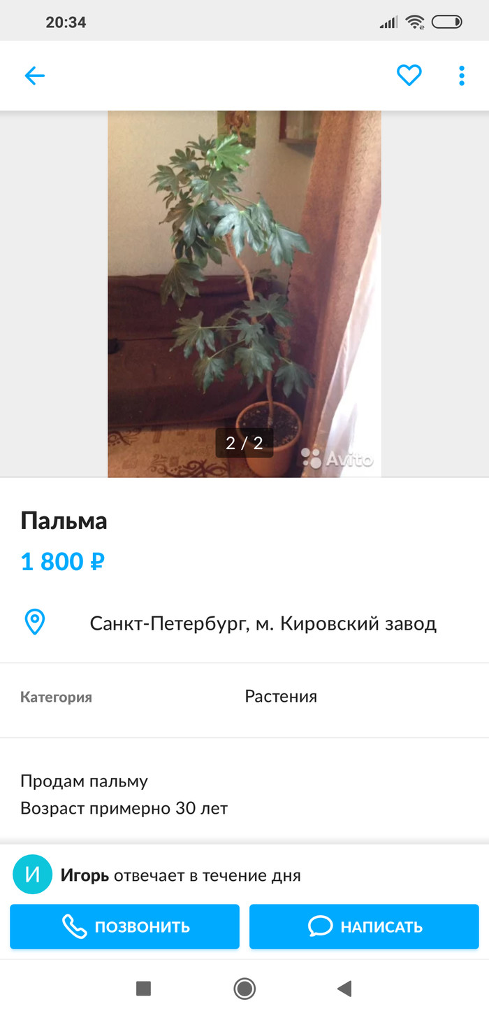 When a house plant is more experienced than you - Internet, Announcement on avito