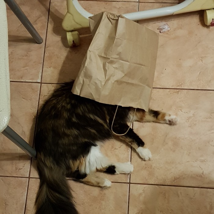 Head in peekaboo - cat, Package