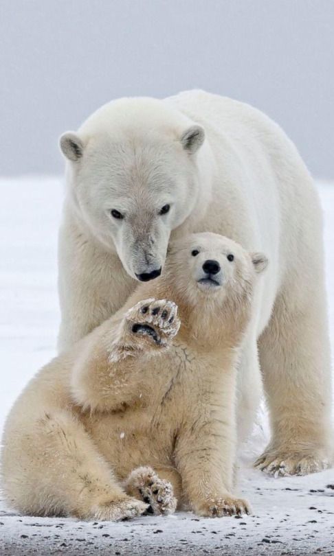 Stop, don't come closer - The photo, The Bears, Polar bear, Animals