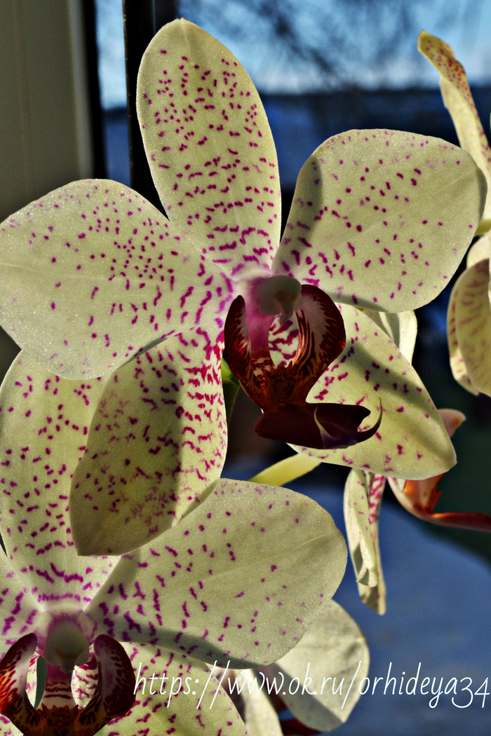 Orchid Pico fantasy - My, Orchids, Flowers, Longpost