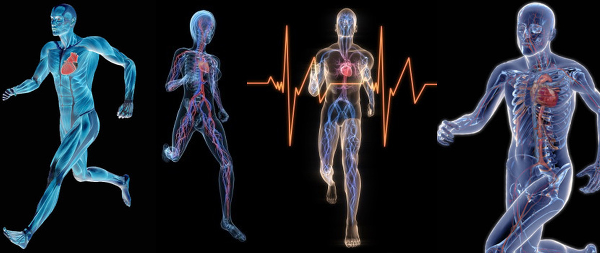 Живые тела представляют собой. Влияние физических упражнений на организм человека. Влияние спорта на сердечно-сосудистую систему. Физически развитый человек.