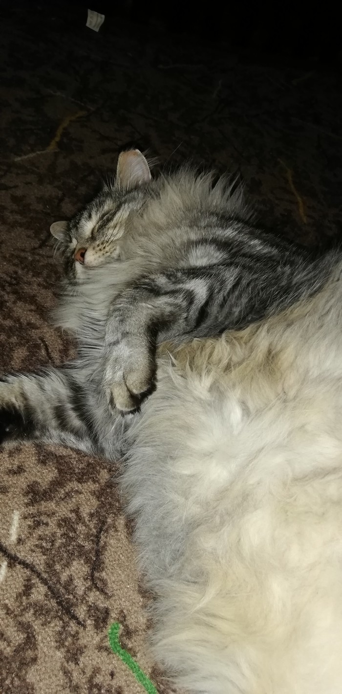 ��� - ��� �����